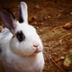 Illustration for article titled Did adorable little bunnies kill the Neanderthals?